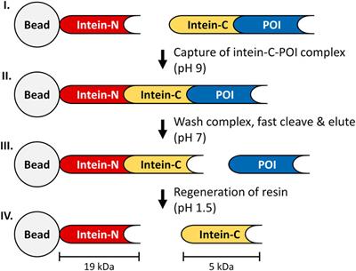 Chromatographic single-step purification of tagless proteins using gp41-1 split inteins